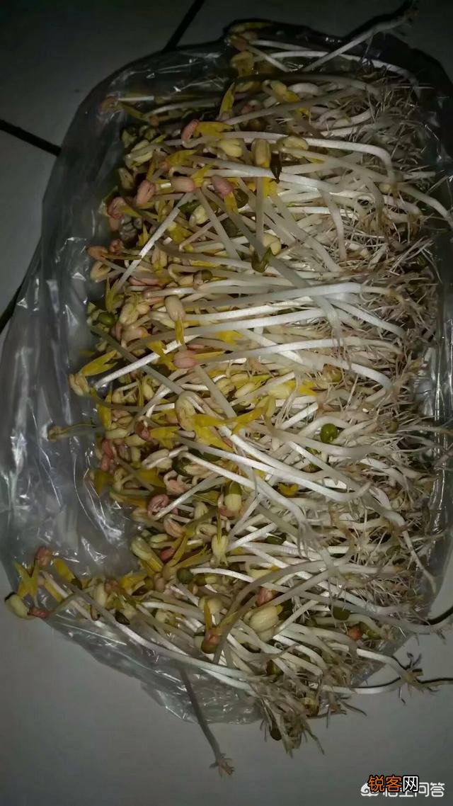 豆芽怎么能生长出来？