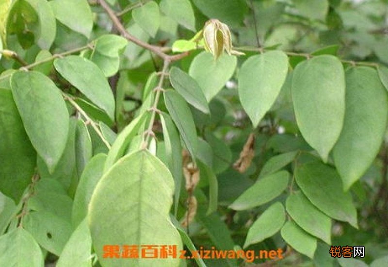 杨桃叶煮水功效与作用