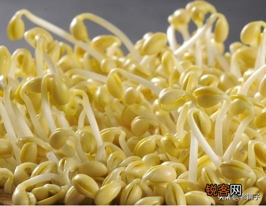 黄豆豆芽菜怎么培育？