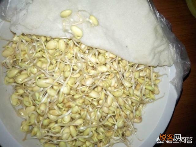 黄豆豆芽菜怎么培育？