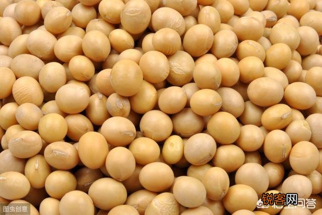 黄豆豆芽菜怎么培育？