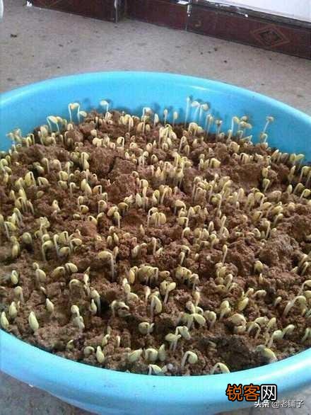 黄豆豆芽菜怎么培育？
