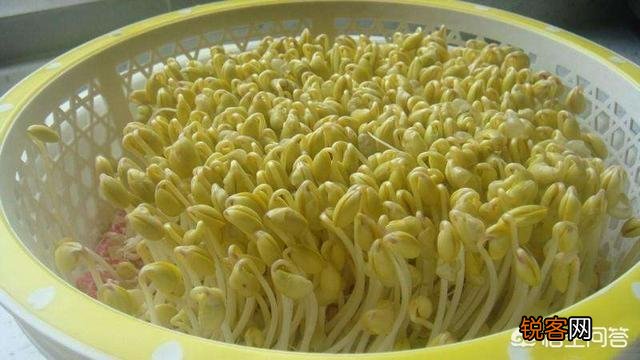 黄豆豆芽菜怎么培育？