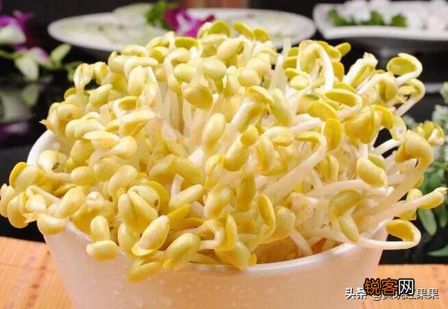 黄豆豆芽菜怎么培育？
