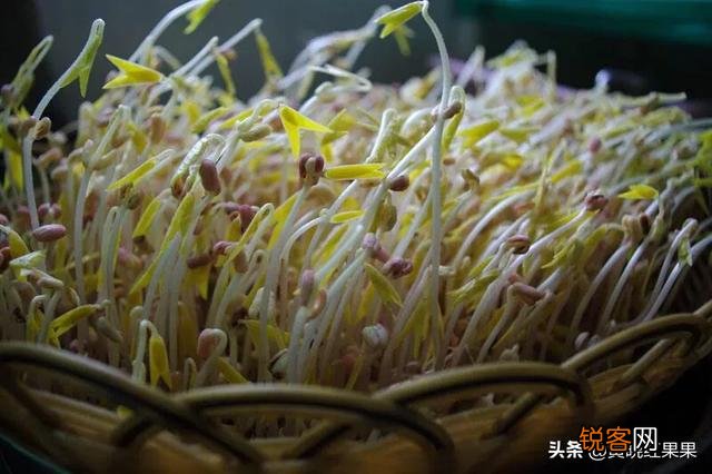 黄豆豆芽菜怎么培育？