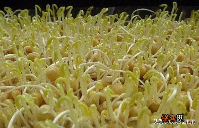 黄豆豆芽菜怎么培育？