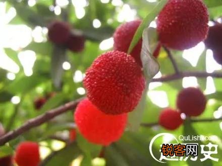 望梅止渴是三国时期是谁的战略用法？