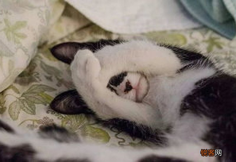 猫拉稀会自愈吗