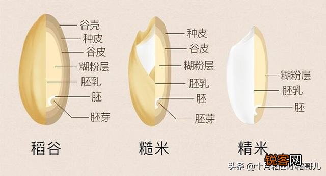 什么是糙米,与普通大米的营养有什么区别？