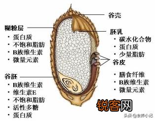 糙米,胚芽米,精白米哪个更有营养？