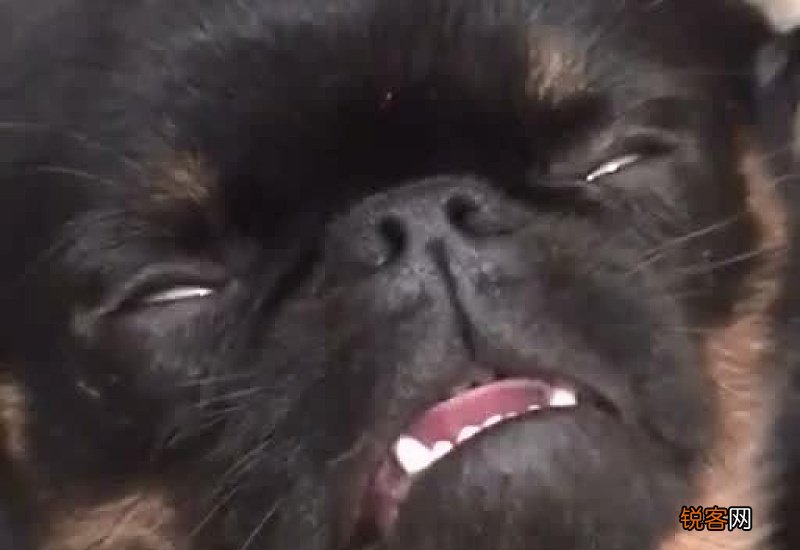 狗狗睡觉眼睛半睁开翻白眼抽搐
