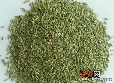 小茴香可以驱蚊子吗？