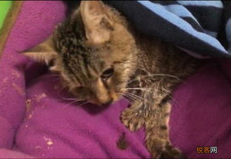 猫突然抽搐一会自己好了