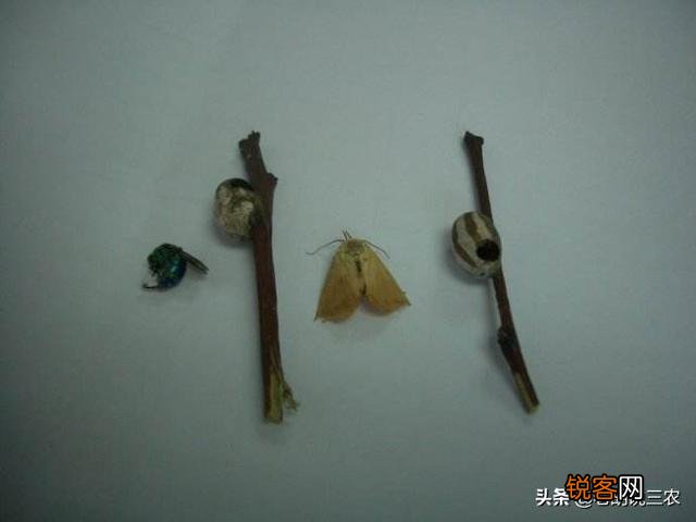 农村树上有一种小罐子,老人们都喊它“雀瓮”,为什么现在能卖到200元一斤？
