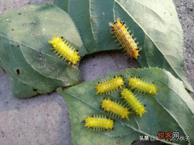 农村树上有一种小罐子,老人们都喊它“雀瓮”,为什么现在能卖到200元一斤？