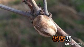 农村树上有一种小罐子,老人们都喊它“雀瓮”,为什么现在能卖到200元一斤？