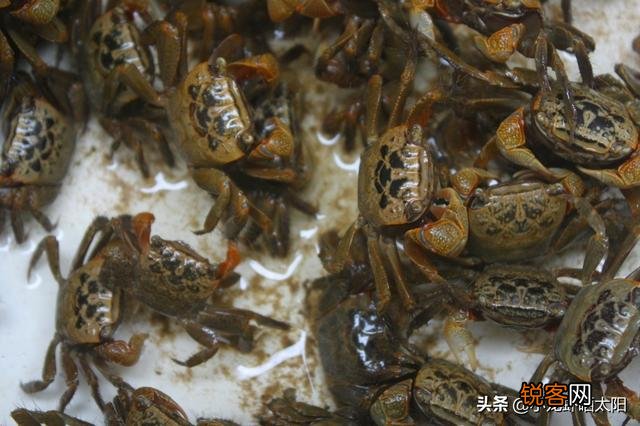 过去稻田里、芦苇荡里面的“害虫”：螃蜞,现在怎么成了香饽饽,为什么呢？