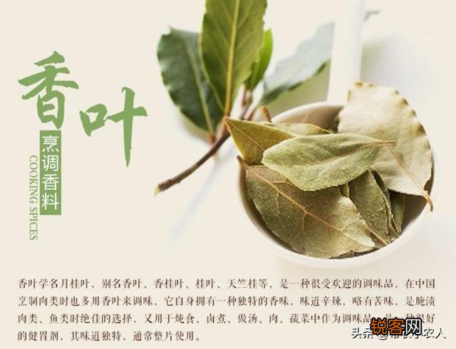 香叶是什么树的叶子？香叶树在陕西,河南能栽种吗？