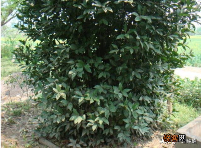 香叶是什么树的叶子？香叶树在陕西,河南能栽种吗？