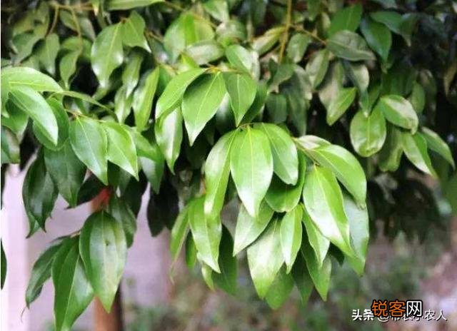 香叶是什么树的叶子？香叶树在陕西,河南能栽种吗？