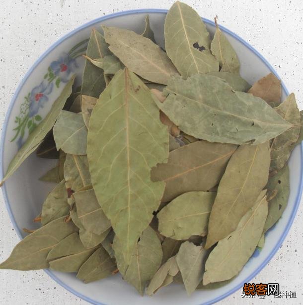 香叶是什么树的叶子？香叶树在陕西,河南能栽种吗？