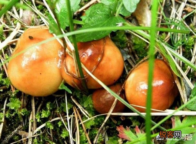 下过雨,农村山里的松树下会有很特别的黄色大蘑菇,这是什么菇？你吃过吗？