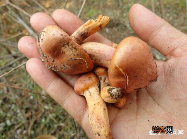 下过雨,农村山里的松树下会有很特别的黄色大蘑菇,这是什么菇？你吃过吗？