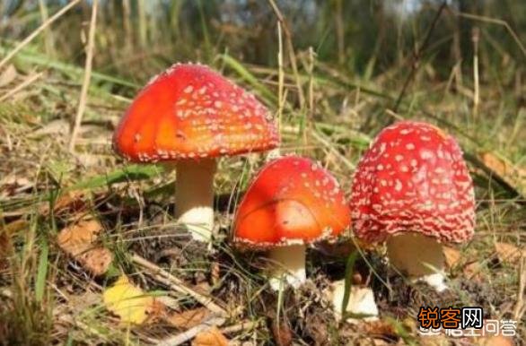 下过雨,农村山里的松树下会有很特别的黄色大蘑菇,这是什么菇？你吃过吗？