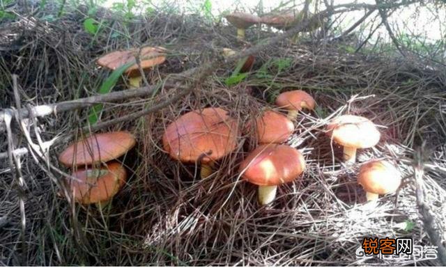 下过雨,农村山里的松树下会有很特别的黄色大蘑菇,这是什么菇？你吃过吗？