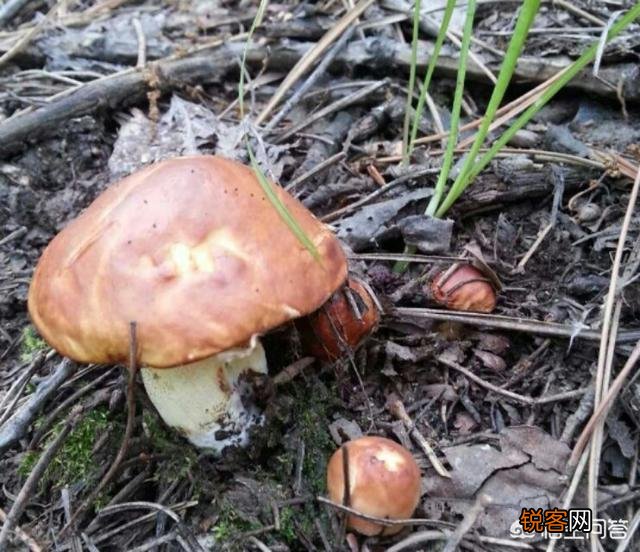 下过雨,农村山里的松树下会有很特别的黄色大蘑菇,这是什么菇？你吃过吗？