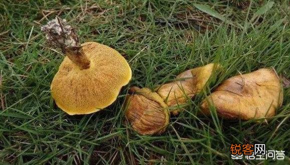 下过雨,农村山里的松树下会有很特别的黄色大蘑菇,这是什么菇？你吃过吗？
