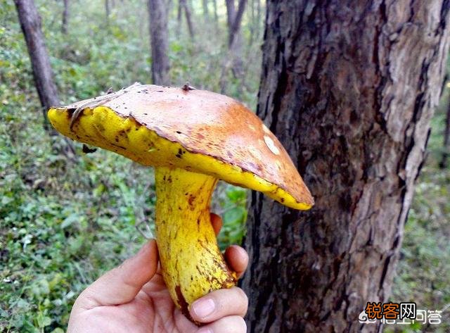 下过雨,农村山里的松树下会有很特别的黄色大蘑菇,这是什么菇？你吃过吗？