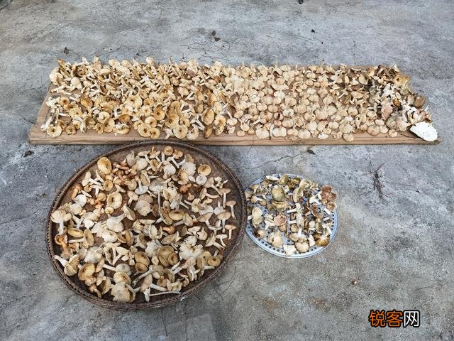 下过雨,农村山里的松树下会有很特别的黄色大蘑菇,这是什么菇？你吃过吗？