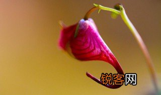 一缕是什么意思 一缕造句