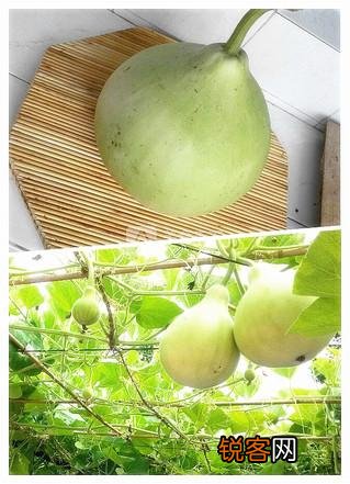 美味的葫芦水饺的做法