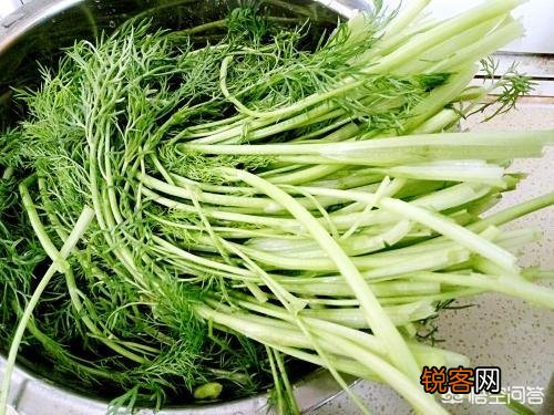 茴香包饺子该放哪些调料？