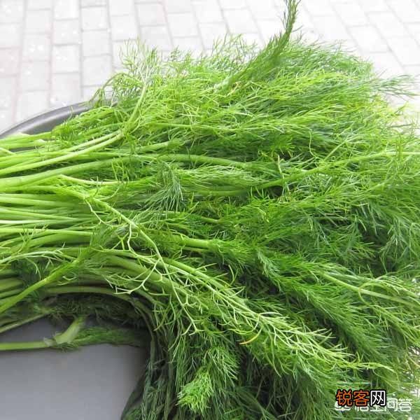 茴香喜欢阳光吗？