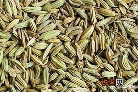 茴香喜欢阳光吗？