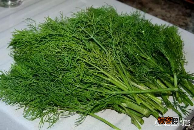 茴香喜欢阳光吗？