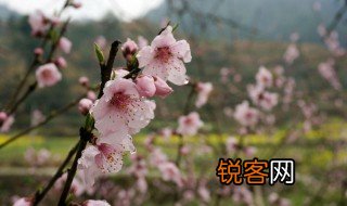 春来桃李艳对联下一句 春来桃李艳是什么意思