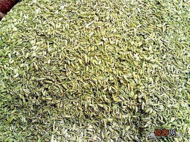 茴香如何种植？在几月份种植合适？