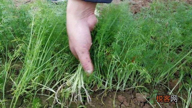 茴香如何种植？在几月份种植合适？