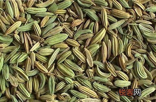 茴香如何种植？在几月份种植合适？