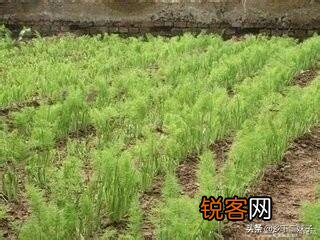 茴香如何种植？在几月份种植合适？