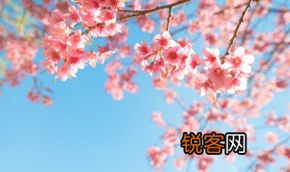 花的诗句 描写花的诗句