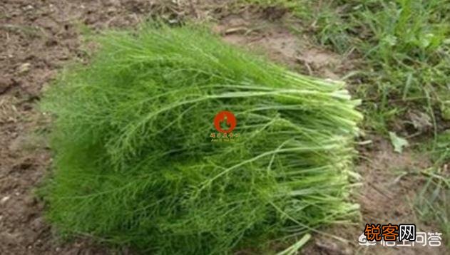 茴香怎样做比较好吃？