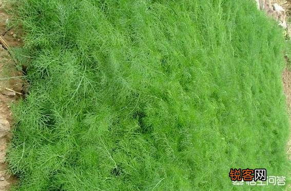 茴香怎样做比较好吃？
