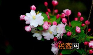 形容海棠花的优美诗句 关于海棠花的诗词有哪些