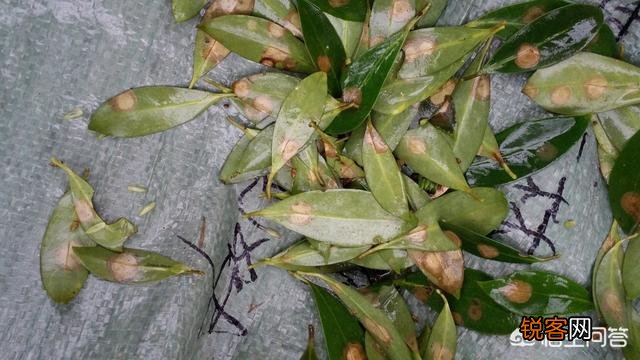 八角树发生大面积落叶已经有十几年了,用什么药来医？