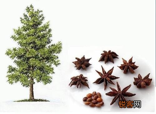 八角树是致富树吗？